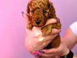 Korekan Red Bro Poodle