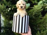 Kutu Kutu Malti̇poo Yavrulari