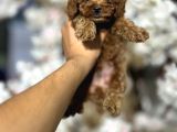 Toy Poodle
