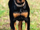Kafa dengi adam bulamıyor musun sorun değil bir doberMAN al