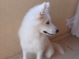 6 Aylık Aşılı Eğitimli Samoyed