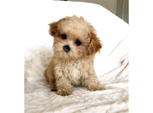 Kahve Tonlu Mini Boy Puppy Sevimli Yavrular Malti̇po Ci̇nsi̇ 
