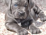 şu tipe bakarmısınız dev gibi cane corso harikasal