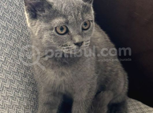 Tatlı Bebeklerim görsel