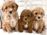 Kahve Tonlu Mini Boy Puppy Sevimli Yavrular Malti̇po Ci̇nsi̇ 