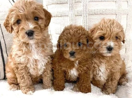 Kahve Tonlu Mini Boy Puppy Sevimli Yavrular Malti̇po Ci̇nsi̇  görsel