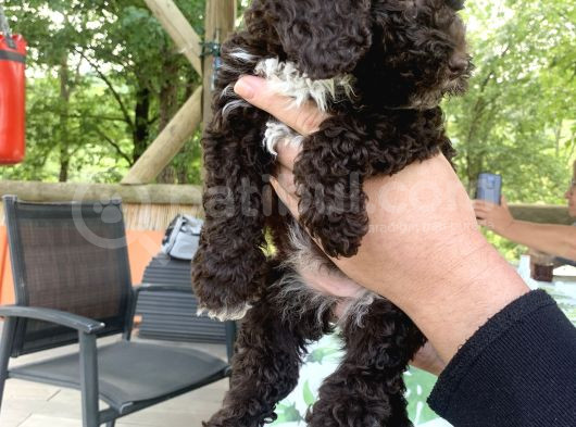 Italyan Orjinal Lagotto Yavrular görsel