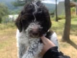 Italyan Orjinal Lagotto Yavrular