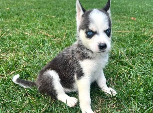 Büyüleyen Mavi Gözlü Husky Yavrular Sizi Bekliyor görsel