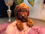 En Akıllı Apartman Köpeği A Secereli Toy Poodle