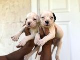 Güç Sevenlere American Bulldog Yavrularımız