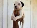 Güç Sevenlere American Bulldog Yavrularımız