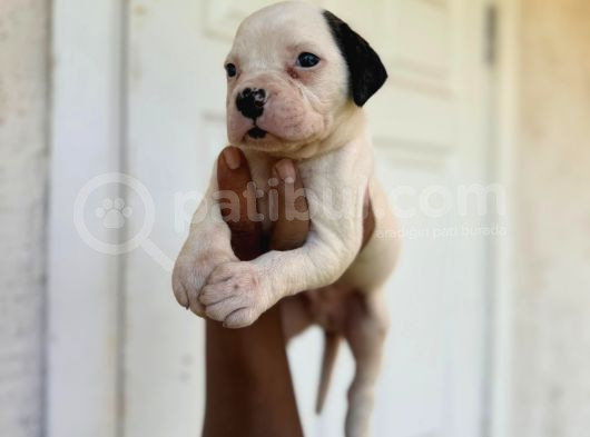 Güç Sevenlere American Bulldog Yavrularımız görsel