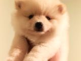 Teddy Bear Tuvalet Eğitimli Ev Üretimi Pomerian Boo Yavrular