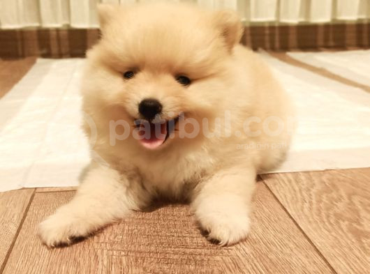 Teddy Bear Tuvalet Eğitimli Ev Üretimi Pomerian Boo Yavrular