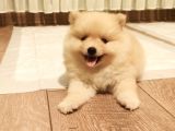 Teddy Bear Tuvalet Eğitimli Ev Üretimi Pomerian Boo Yavrular