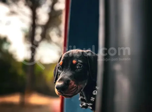 Orjinal Kelimesinin Tam Anlamı Doberman Yavrular görsel