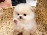 Daha Önce Aşık Olmadıysanız Bu Pomeranianlara Olacaksınız