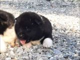 Ayıcık Surat American Akita Yavrular