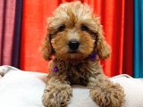Kahve tonlu puppy kıvırcık tüylü MALTİPO CİNSİ 