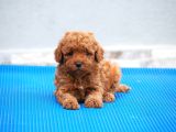 Kahve Tonlu Puppy Kıvırcık Tüylü Malti̇po Ci̇nsi̇ 