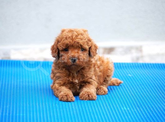 Kahve Tonlu Puppy Kıvırcık Tüylü Malti̇po Ci̇nsi̇  görsel