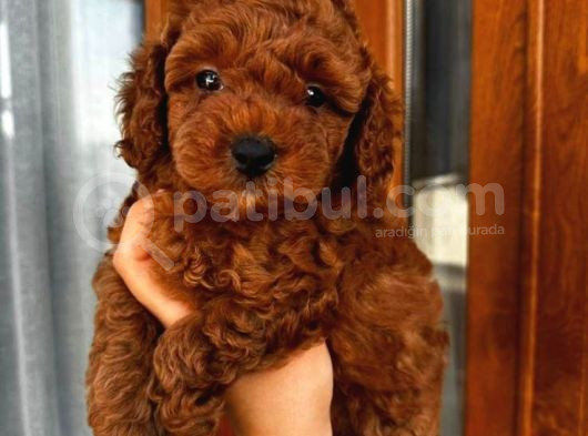 Kıpkırmızı Red Tooy Poodle Sevimli Yavrular 