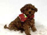 Mini Boy Puppy Kıpkırmızı Red Tooy Poodle 