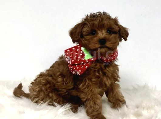 Mini Boy Puppy Kıpkırmızı Red Tooy Poodle  görsel