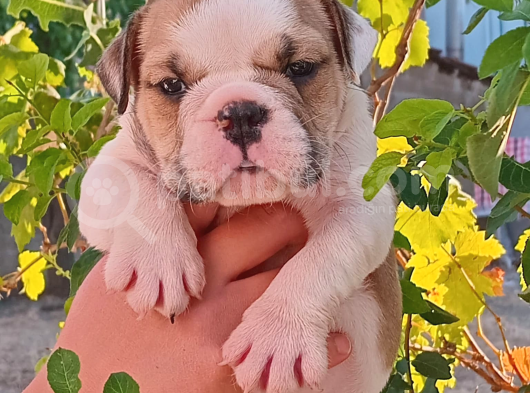 Üst  Düzey  İngi̇li̇z  Buldog Yavrular görsel