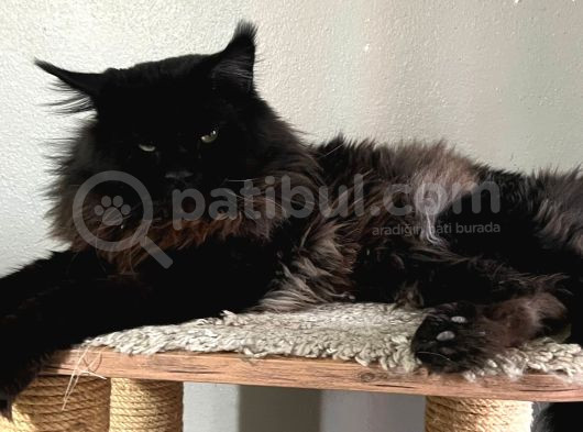 Kedi Kılığına Girmiş Vaşak Leo görsel
