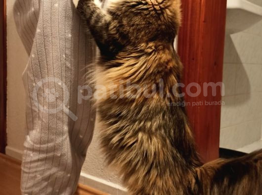 Kedi Kılığına Girmiş Vaşak Leo görsel