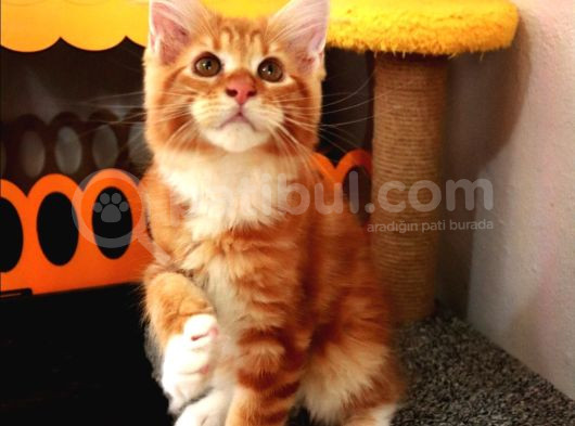 Kedi Kılığına Girmiş Vaşak Leo