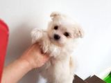 Teacup Maltese Terrier Bebekler