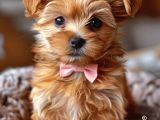 Kahve tonlu puppy kıvırcık tüylü MALTİPO CİNSİ 