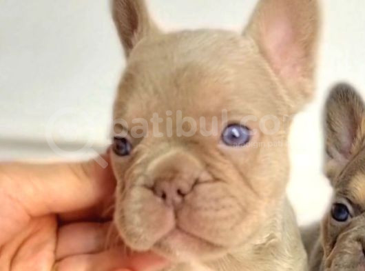 Özel Renk Ve Dna  French Bulldoglar