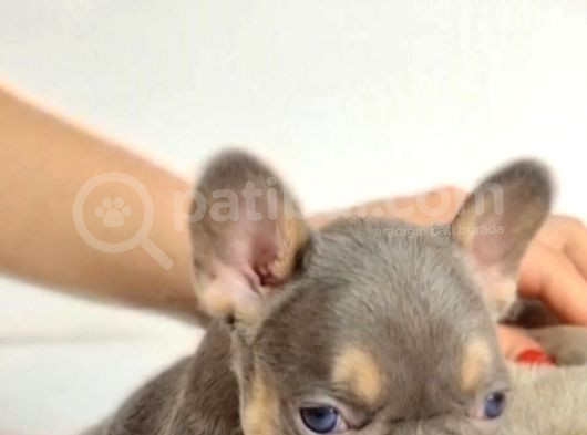 Özel Renk Ve Dna  French Bulldoglar görsel