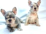 Özel Renk Ve Dna  French Bulldoglar