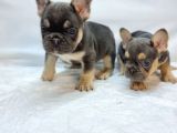 Özel Renk Ve Dna  French Bulldoglar