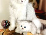 18 Aylik British Longhair Kizimiza Yuva Ariyoruz