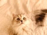18 Aylik British Longhair Kizimiza Yuva Ariyoruz