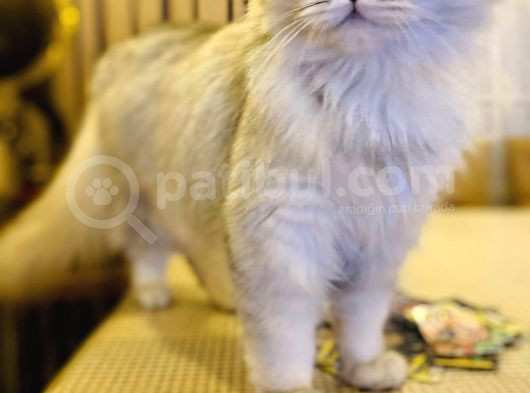 18 Aylik British Longhair Kizimiza Yuva Ariyoruz görsel