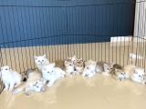 RENK RENK GERÇEK BRITISH SHORTHAIR YAVRULARI GÜVENİN ADRESİ