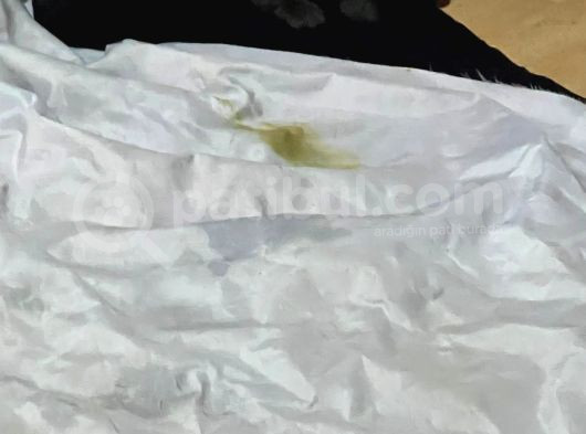 Eğitimli Anne Ve Baba Yavruları 10 Bin Tl  Istanbuldan  görsel