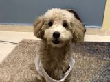 A Kalite Anne Baba Belli Güzel Yüzlü Toy Poodle Dişi Yavru