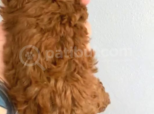 Anne Altından Kilo Ve Sağlık Garantili Orjinal Toy Poodle görsel