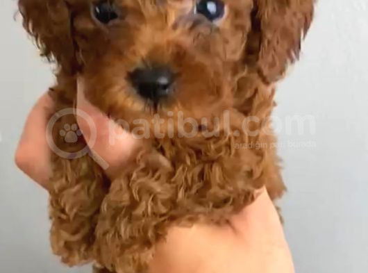 Anne Altından Kilo Ve Sağlık Garantili Orjinal Toy Poodle görsel