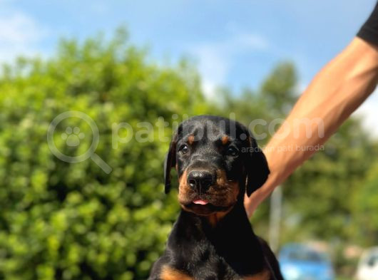 Üst Kalite Doberman Yavrularım görsel
