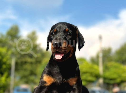Üst Kalite Doberman Yavrularım görsel