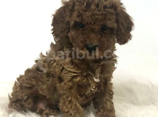 Kıpkırmızı Red Tooy Poodle Sevimli Yavrular  görsel